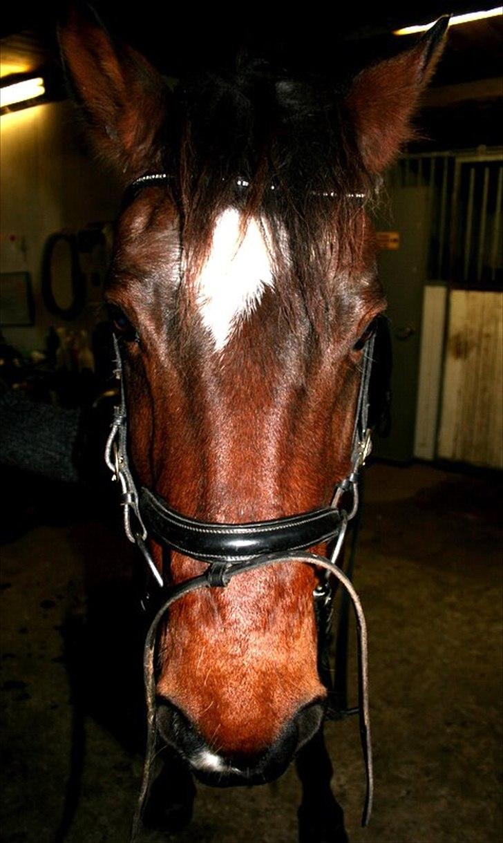 Anden særlig race Capper, danmarks bedste dreng billede 8