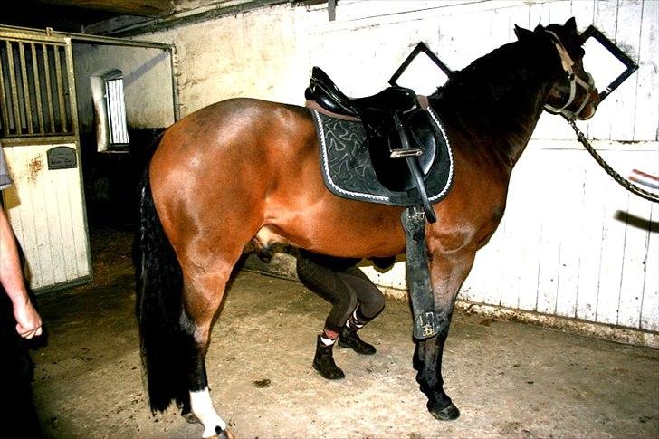 Anden særlig race Capper, danmarks bedste dreng billede 9