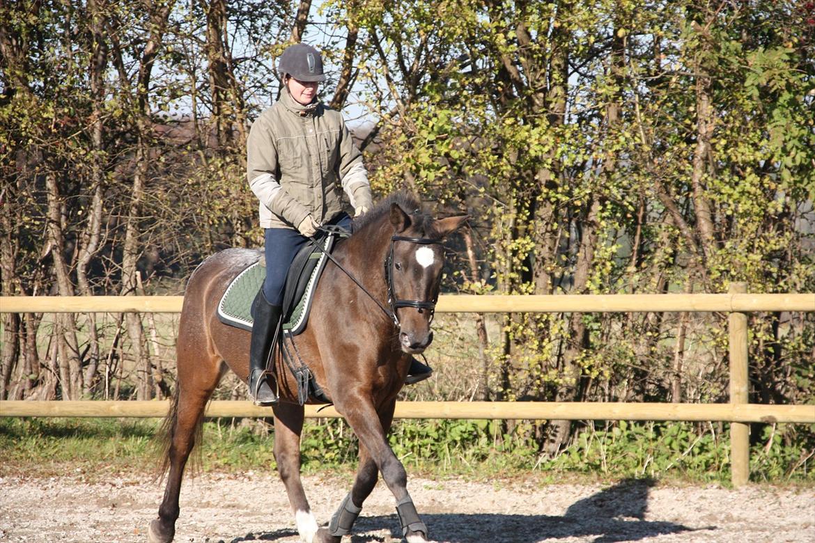 Anden særlig race Tchad the Spot (Død 2012) - Efterårstræning. Okt. 2011. billede 5