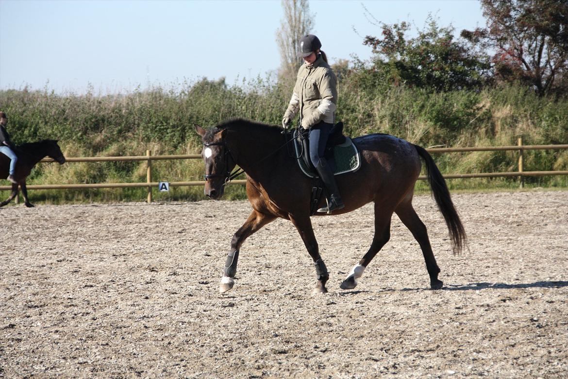 Anden særlig race Tchad the Spot (Død 2012) - Okt. 2011 billede 12