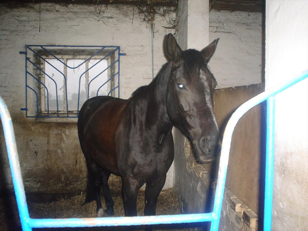 Dansk Varmblod Chanel - The neller mus <3 billede 18