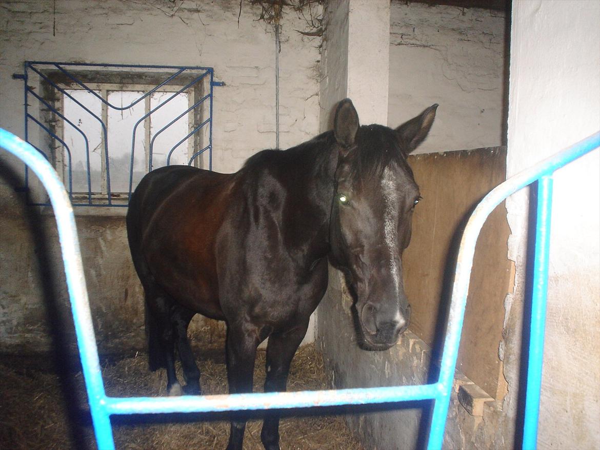 Dansk Varmblod Chanel - The neller mus <3 billede 19