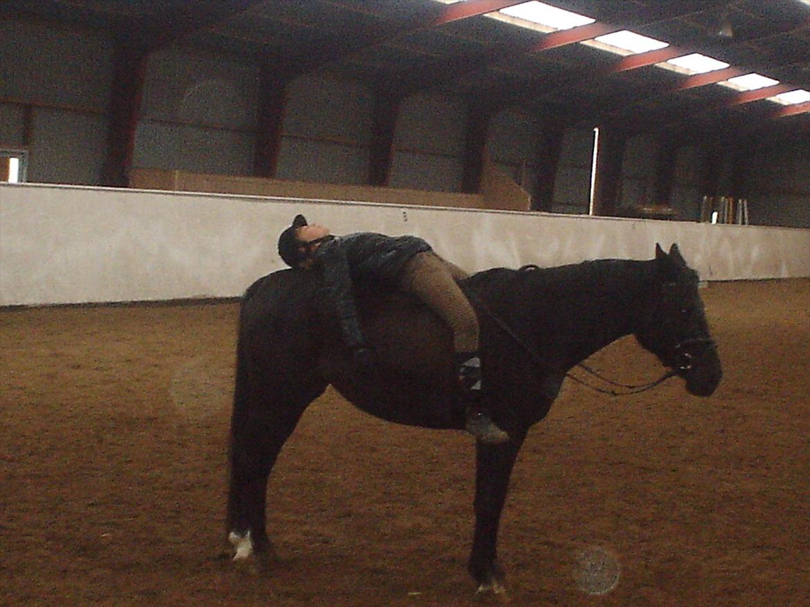 Dansk Varmblod Chanel - The neller mus <3 billede 11