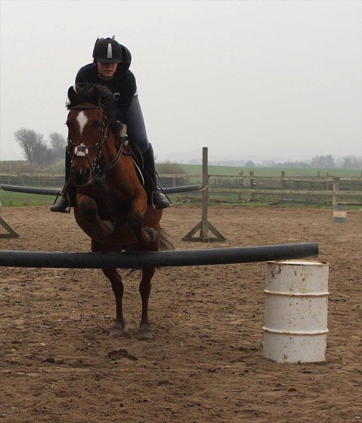 Welsh Cob (sec D) Rambo. - Vi rykker os tættere på sucses.. Foto: Sabine engel. billede 16