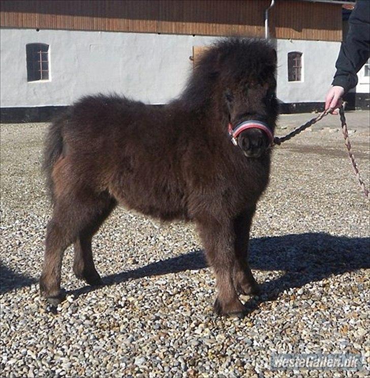 Shetlænder Ejstrups Mirakel billede 2