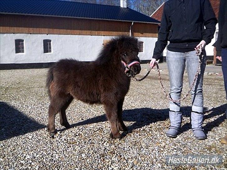 Shetlænder Ejstrups Mirakel billede 3