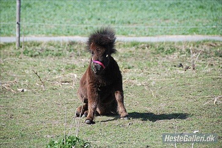 Shetlænder Ejstrups Mirakel billede 4