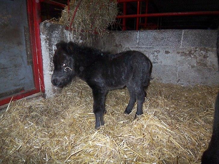 Shetlænder Ejstrups Mirakel billede 5