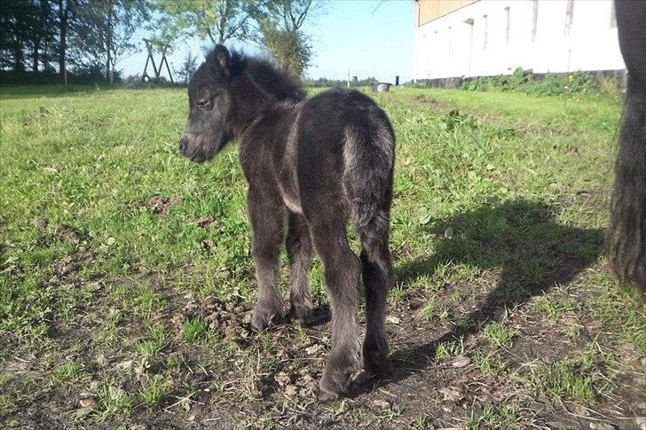 Shetlænder Ejstrups Mirakel billede 6