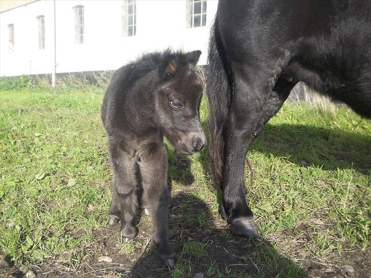 Shetlænder Ejstrups Mirakel billede 7