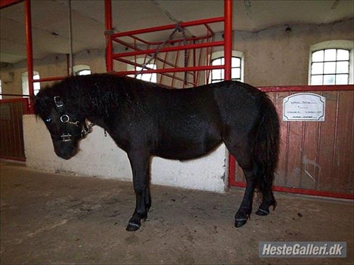 Shetlænder Ejstrups Mirakel billede 8