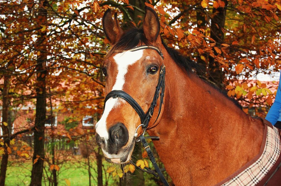 Dansk Varmblod Bounty billede 8