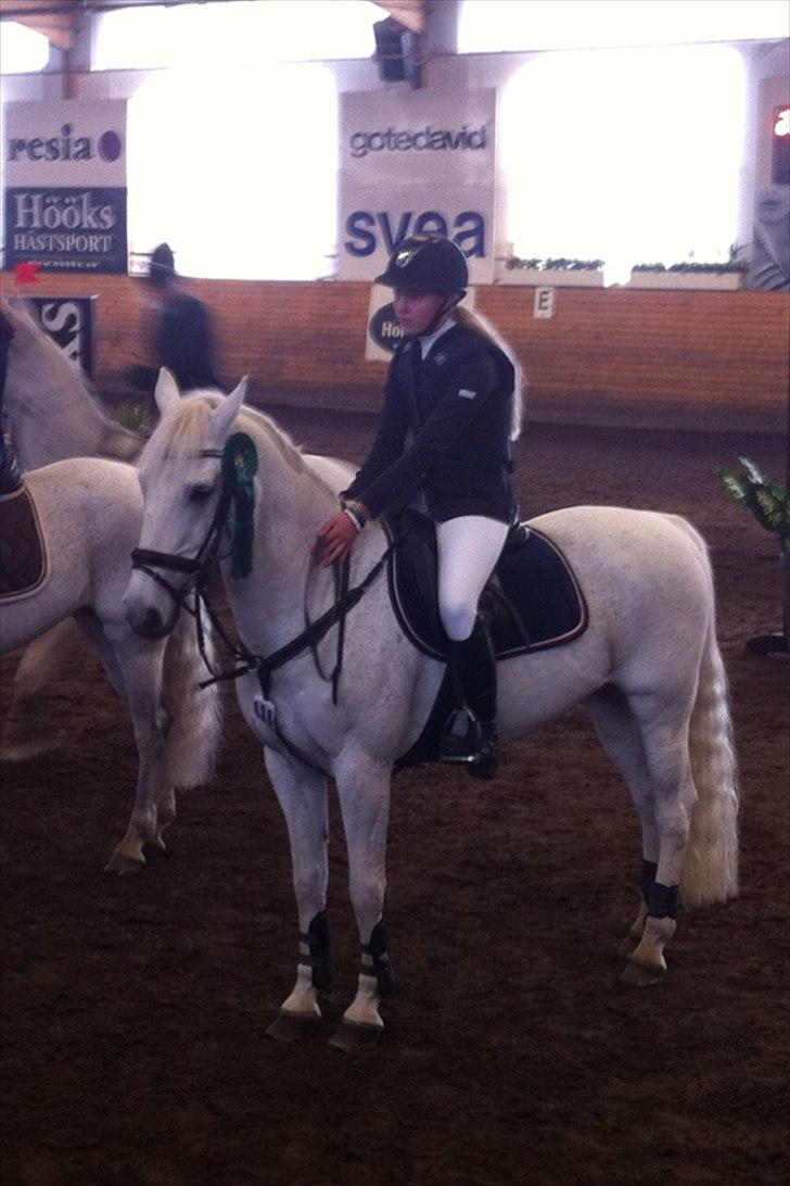 Anden særlig race Irish Jumper (SOLGT) billede 15