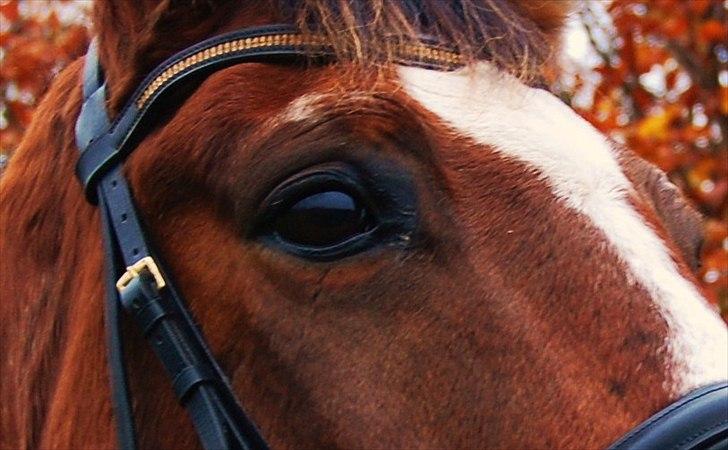 Dansk Varmblod Bounty billede 10