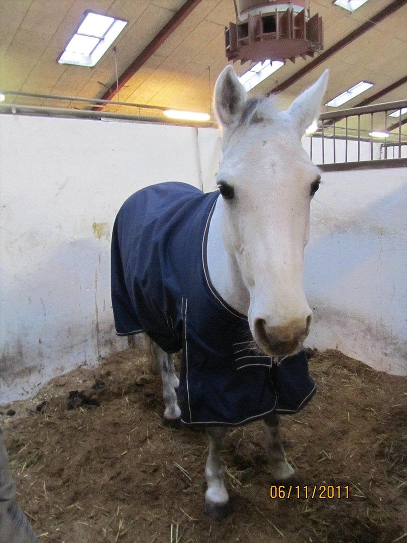 Connemara Bryanmore Boy <3 #mit et og alt# billede 20