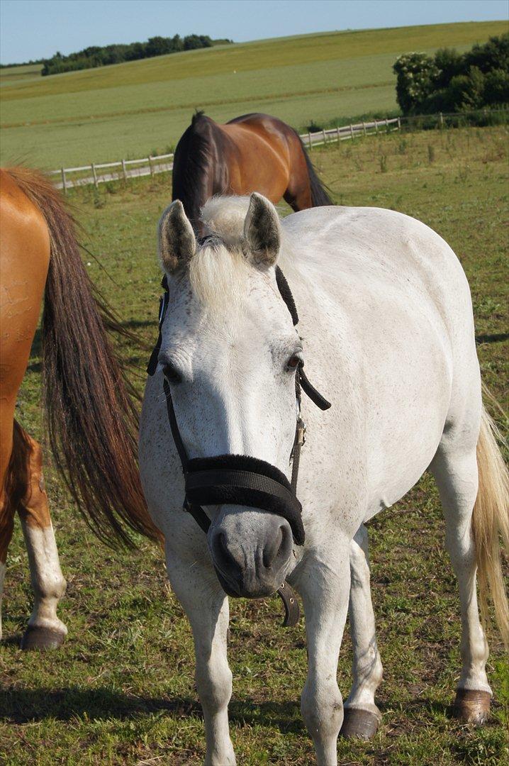 Welsh Cob (sec D) Silvermoon - Sommeren 2011 billede 2