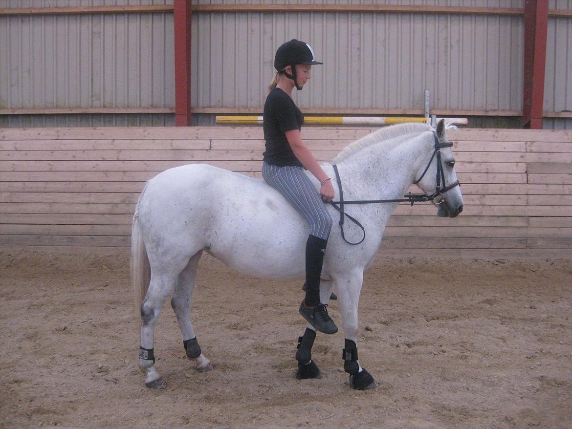 Welsh Cob (sec D) Silvermoon - Ridelejr 2009  billede 19