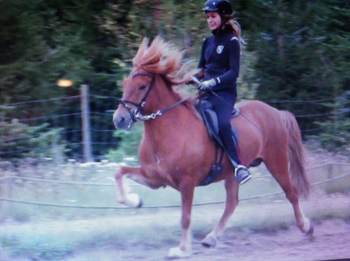 Islænder Sæll fra Hömluholti - træning på Nørregård inden gedinge :D <3 billede 11