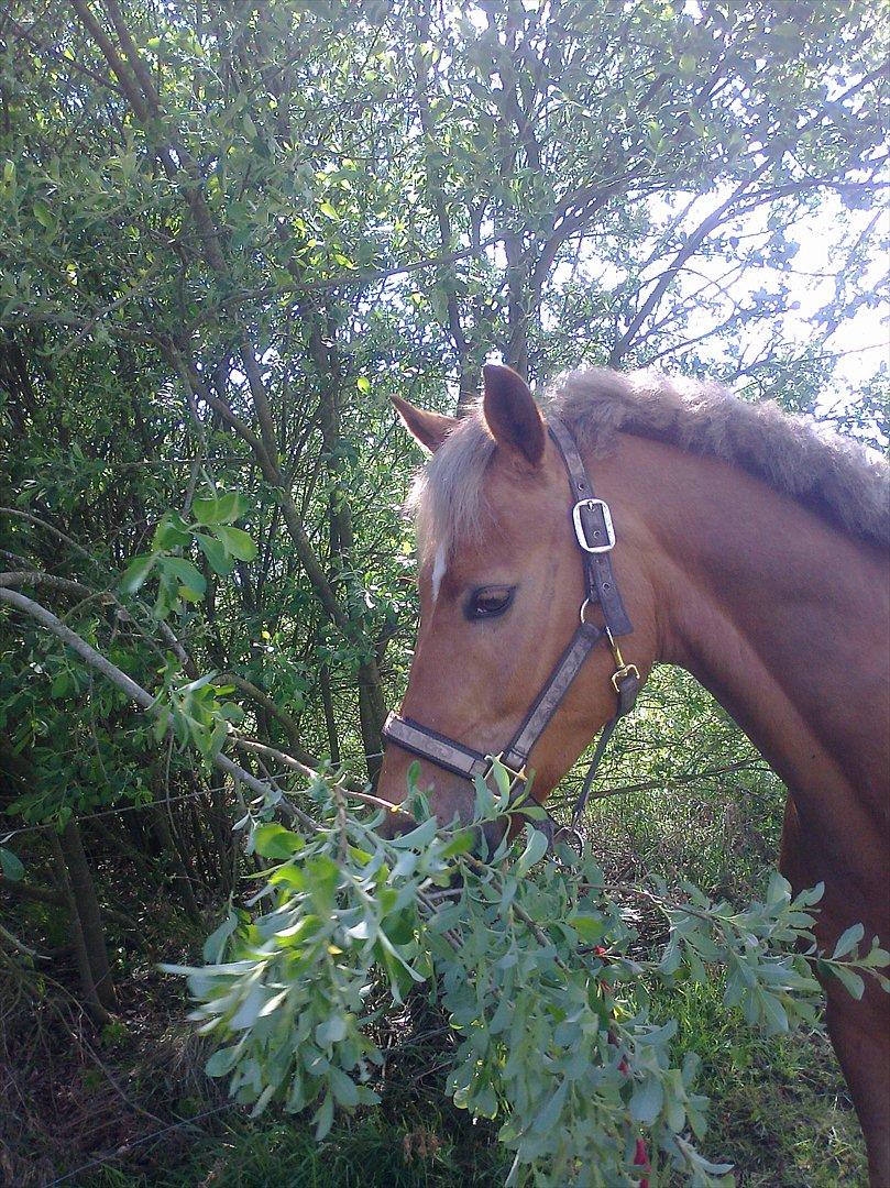 Anden særlig race Golden Star B-PONY billede 7