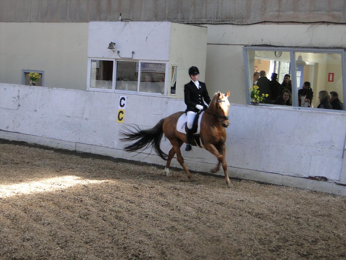 Anden særlig race Golden Star B-PONY billede 11
