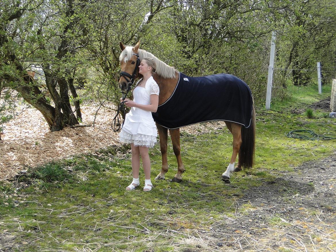 Anden særlig race Golden Star B-PONY billede 15