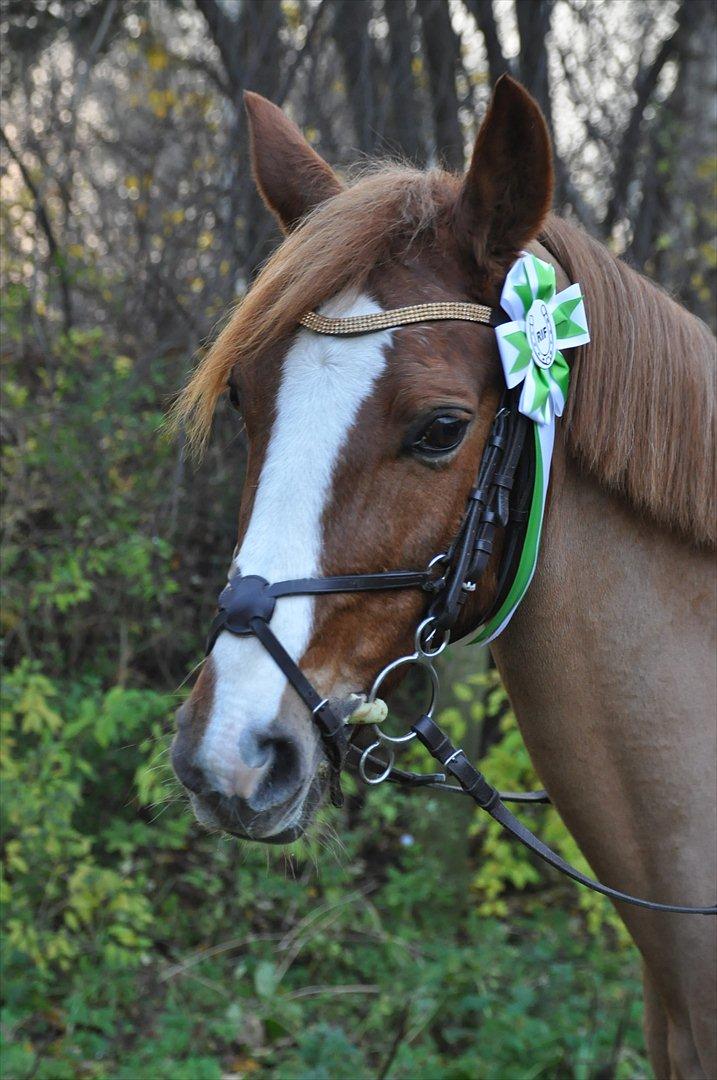 DSP Pyrrhula [Himmelhest] - Klubmesterskab 3. plads :) billede 12