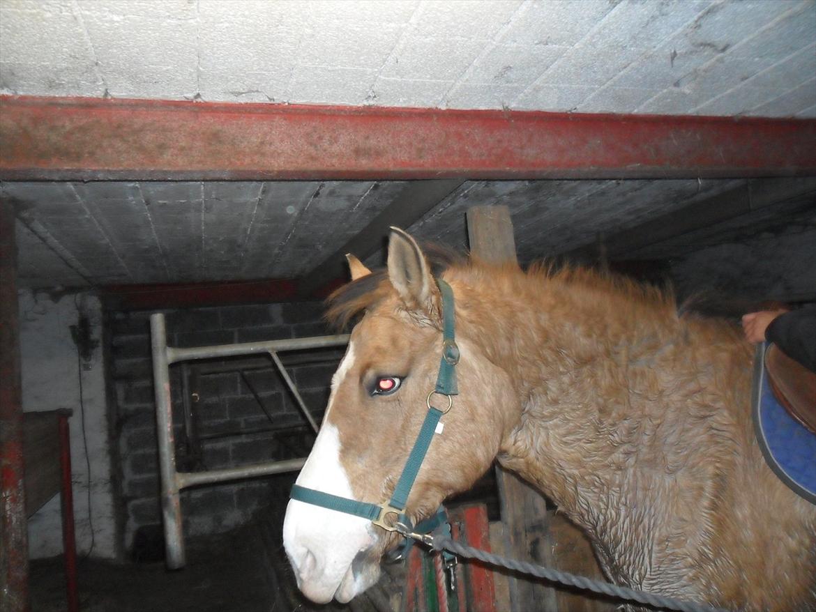 Anden særlig race ronja billede 3