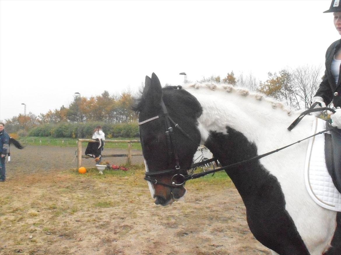 Anden særlig race Scarlett billede 16