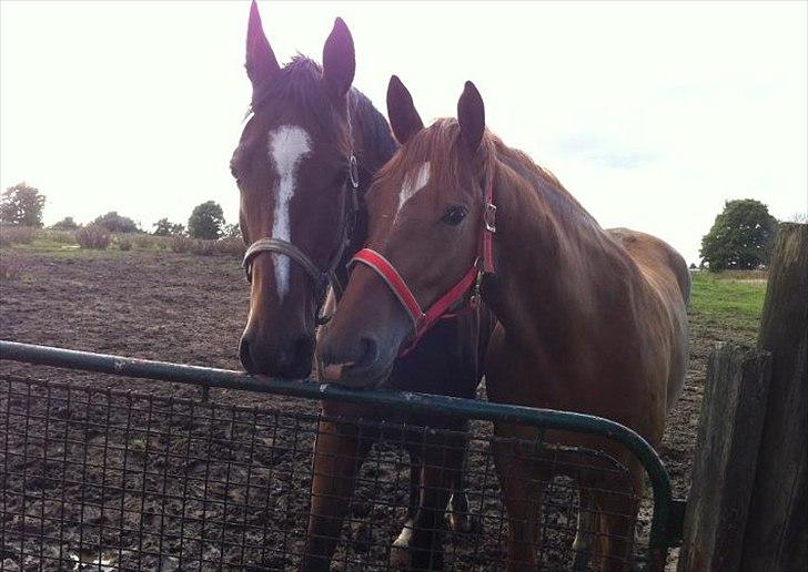 Trakehner In The Mood Firfod - Imse og en lile fold kammerat  billede 5