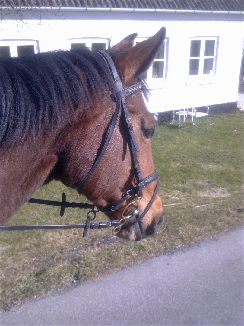 Dansk Varmblod Bellini - Love and Miss U!<3 billede 13