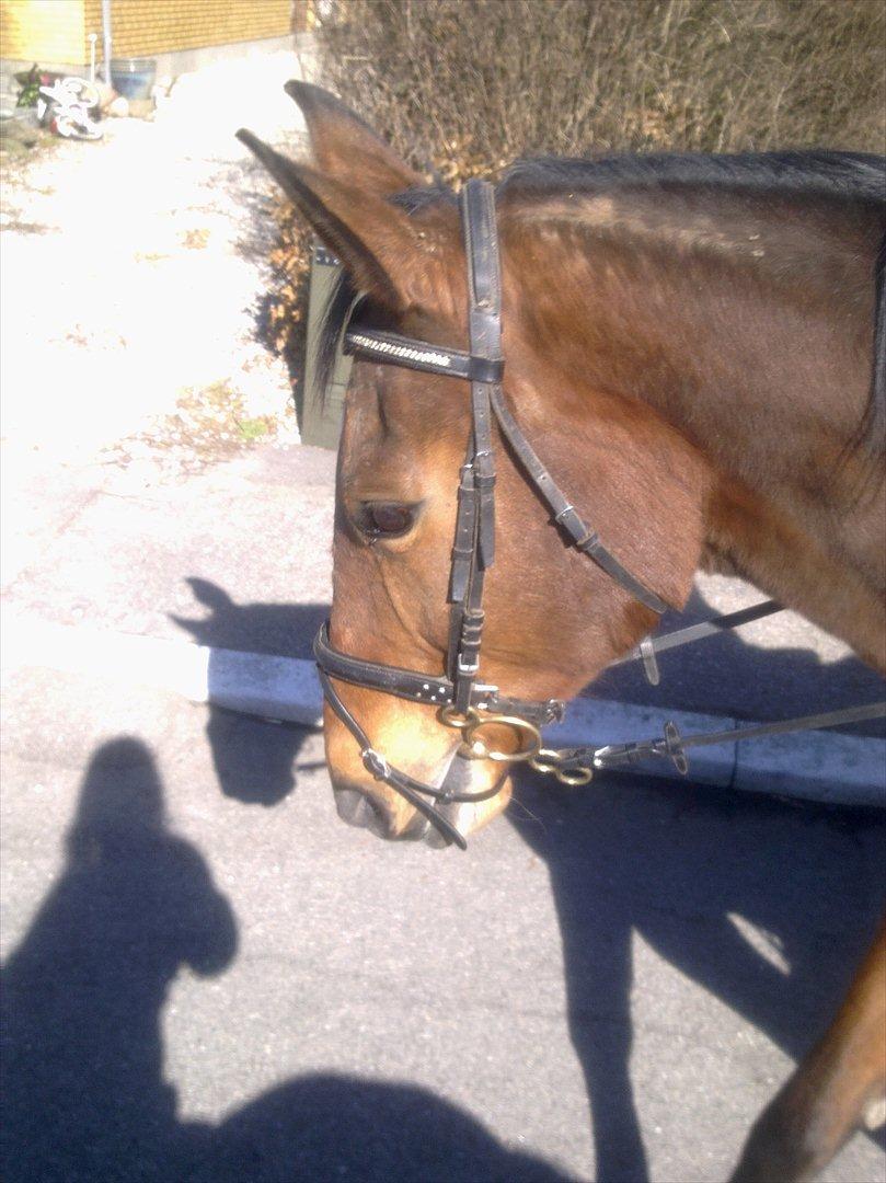 Dansk Varmblod Bellini - Musen!<3 billede 14