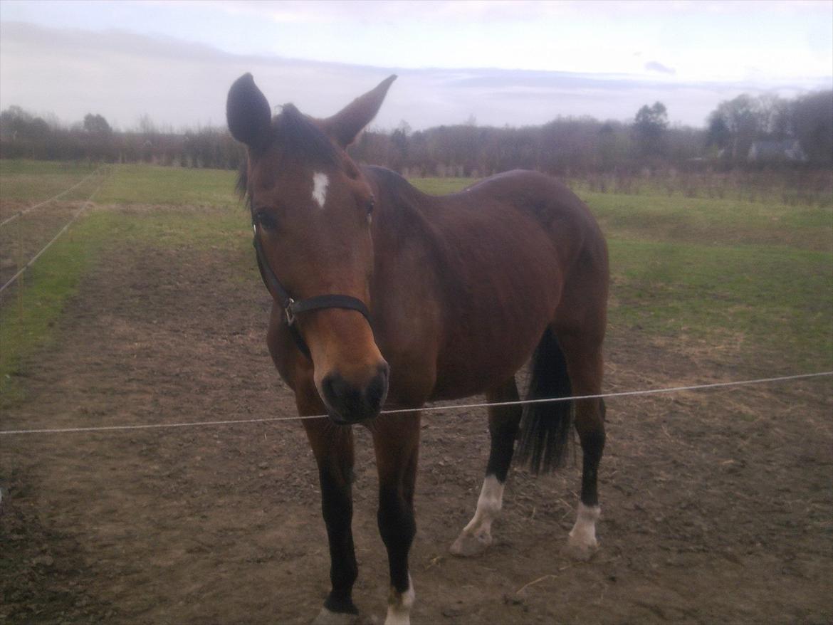Dansk Varmblod Bellini - Du var ikke særlig tålmodig!<3 billede 15