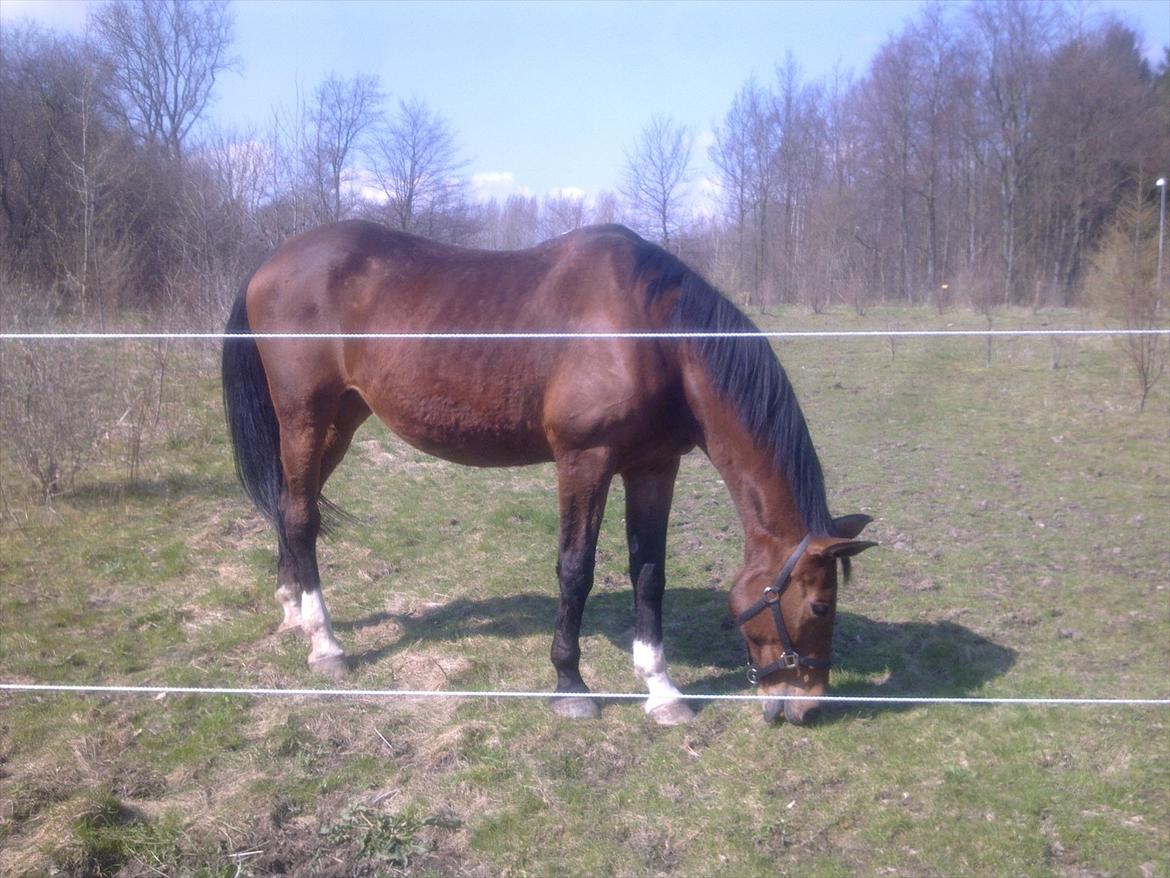 Dansk Varmblod Bellini - Madglad.dk!<3 billede 16