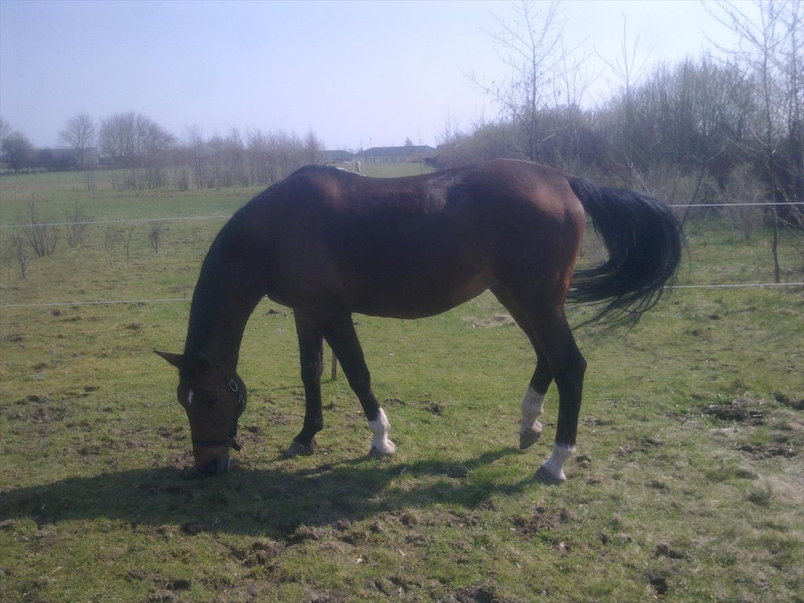 Dansk Varmblod Bellini - Savner dig!<3 Smukke Musse! billede 17