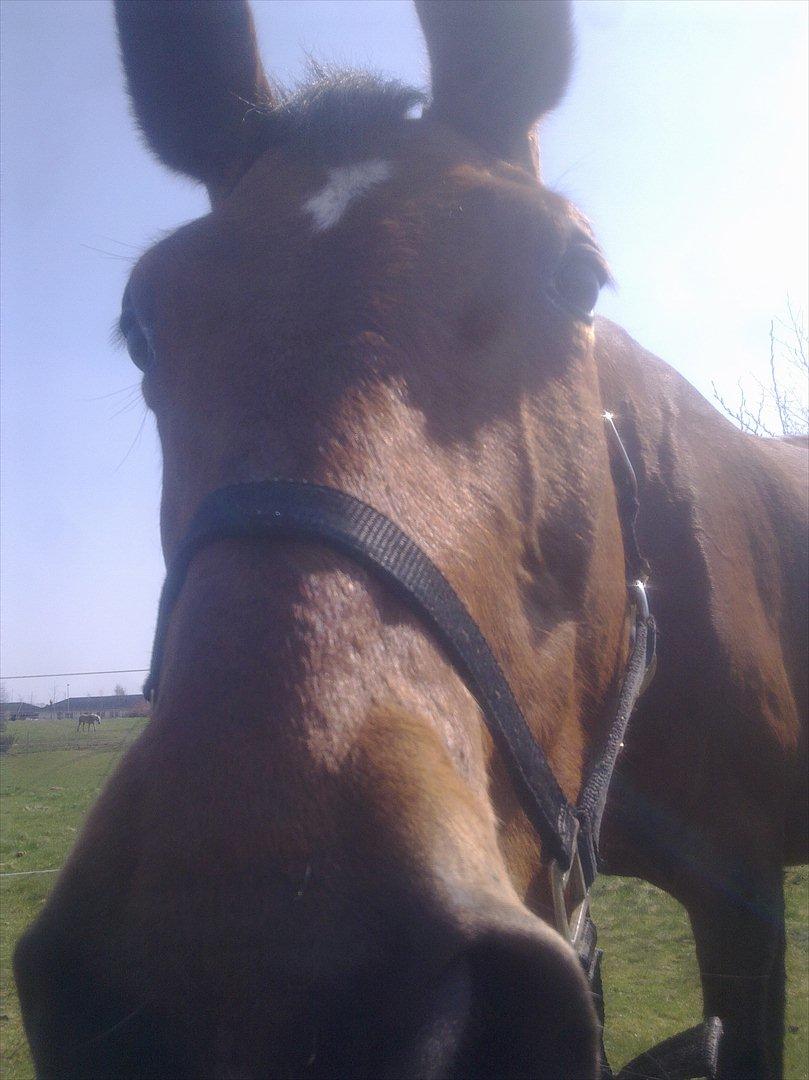 Dansk Varmblod Bellini - Miss U!<3 billede 18