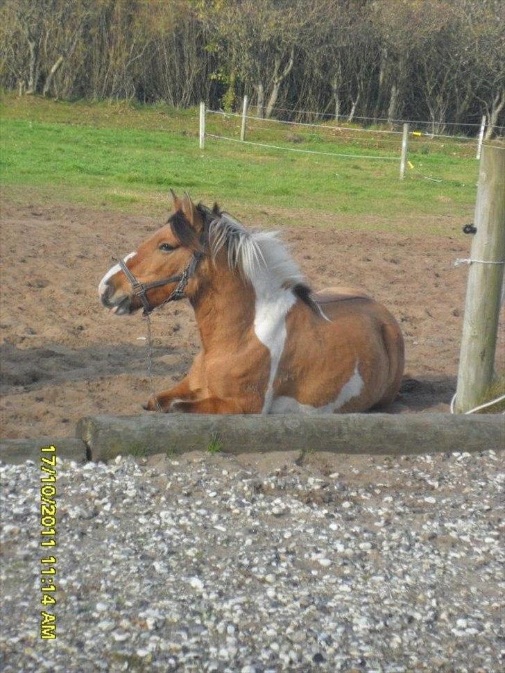 Anden særlig race Mulle - Velkommen til Mulles profil kig dig gerne omkring :) billede 1