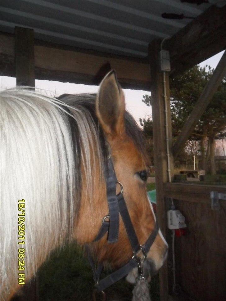 Anden særlig race Mulle - Hendes skønne hoved. billede 2