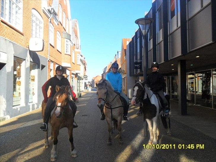 Anden særlig race Mulle - På tur i Ringkøbing. billede 3