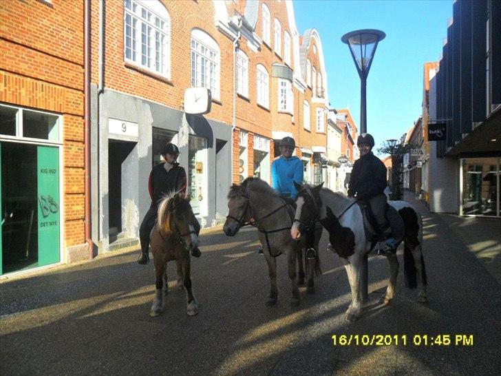 Anden særlig race Mulle - Igen tur i Ringkøbing. billede 4