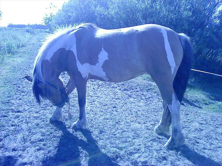 Anden særlig race Mulle - Skønne mulle:) billede 6