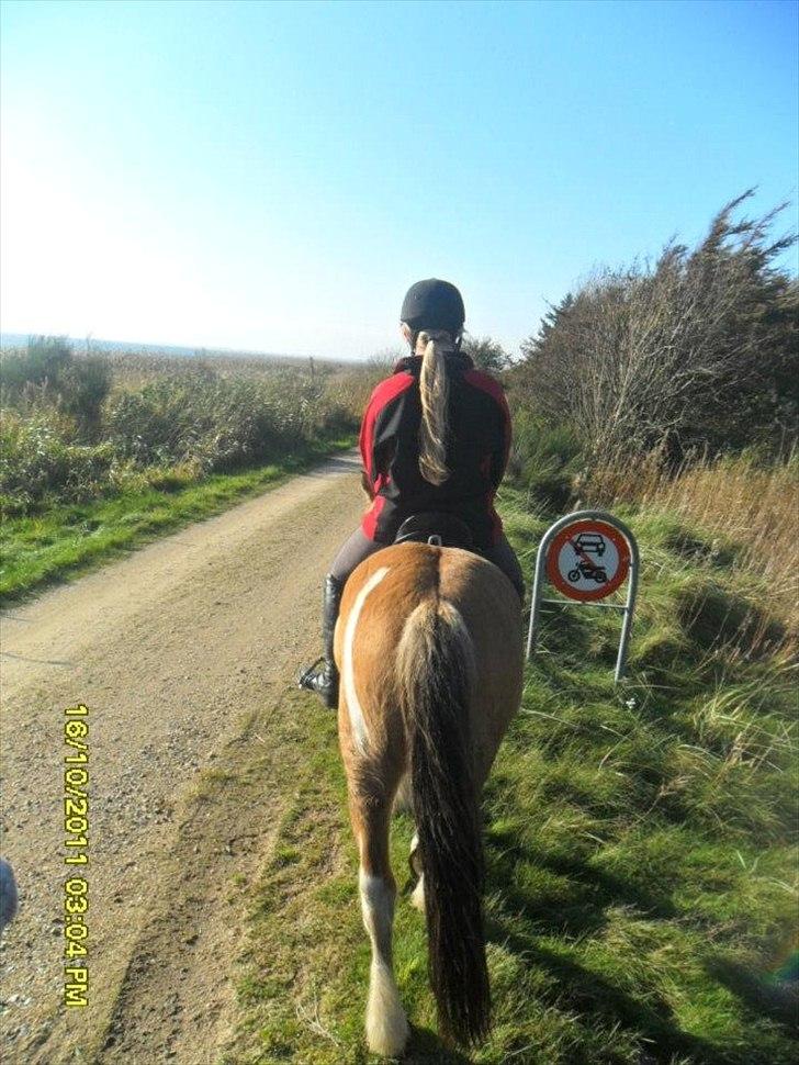 Anden særlig race Mulle - Sikke nogen flotte numser haha;) på tur ude i verden. billede 7