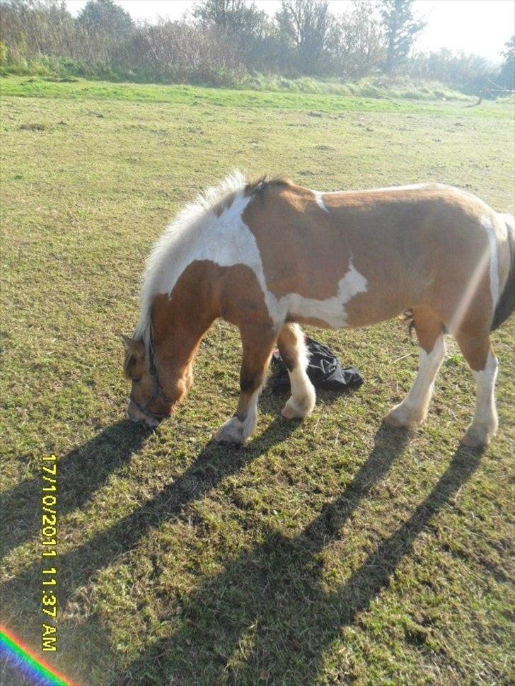 Anden særlig race Mulle - Smuksak billede 8
