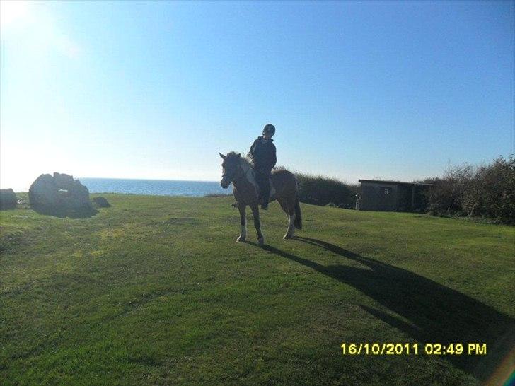 Anden særlig race Mulle - Smuk med vandet i bagrundet, på tur i verden:) billede 9