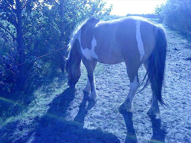 Anden særlig race Mulle - Hold da op en lækker en:) billede 11