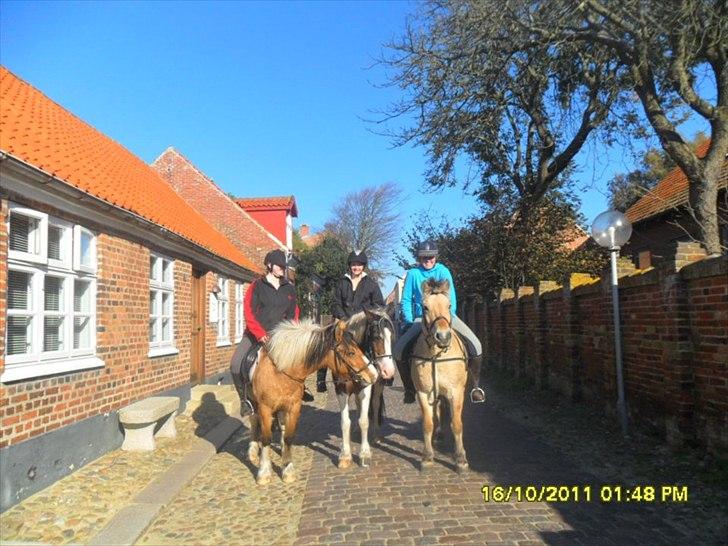 Anden særlig race Mulle - Tur i Ringkøbing :) billede 12