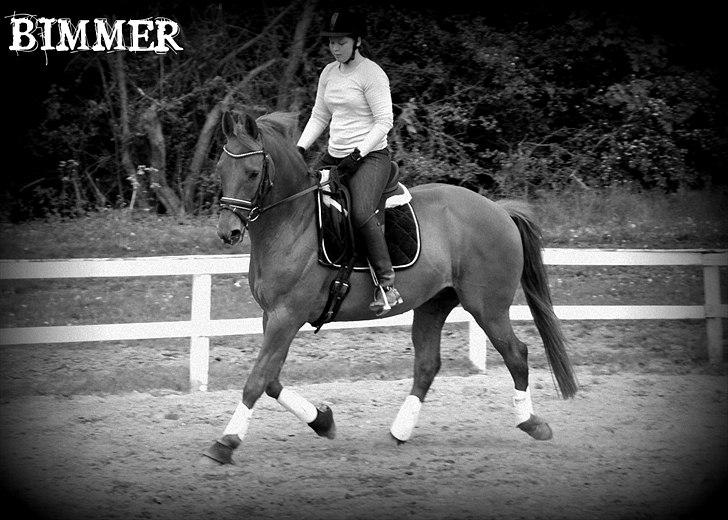 Trakehner Braveheart Graftebjerg billede 9