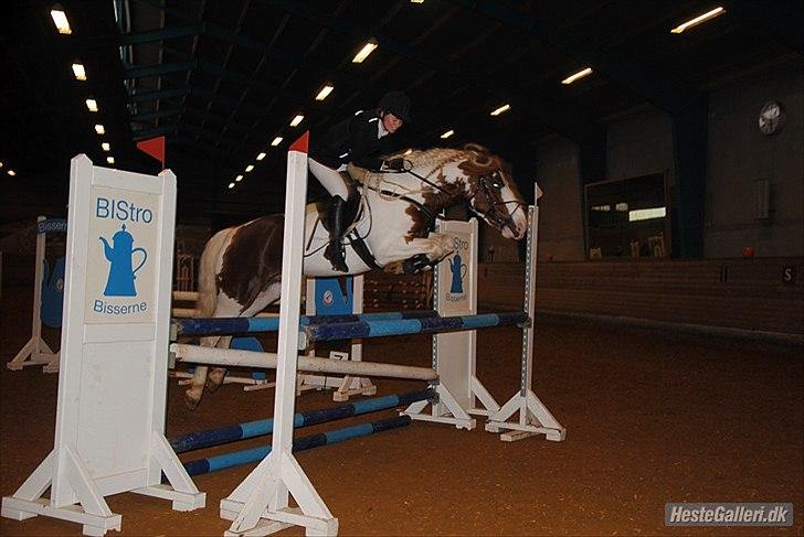 Anden særlig race Golden Atlas - Stævne på BIS 6-11-11 i vores første LC 100cm med 8 fejl. Mega stolt af mit lille pony dyr.!!! :D Foto: Amalie Dollerup <3 billede 9