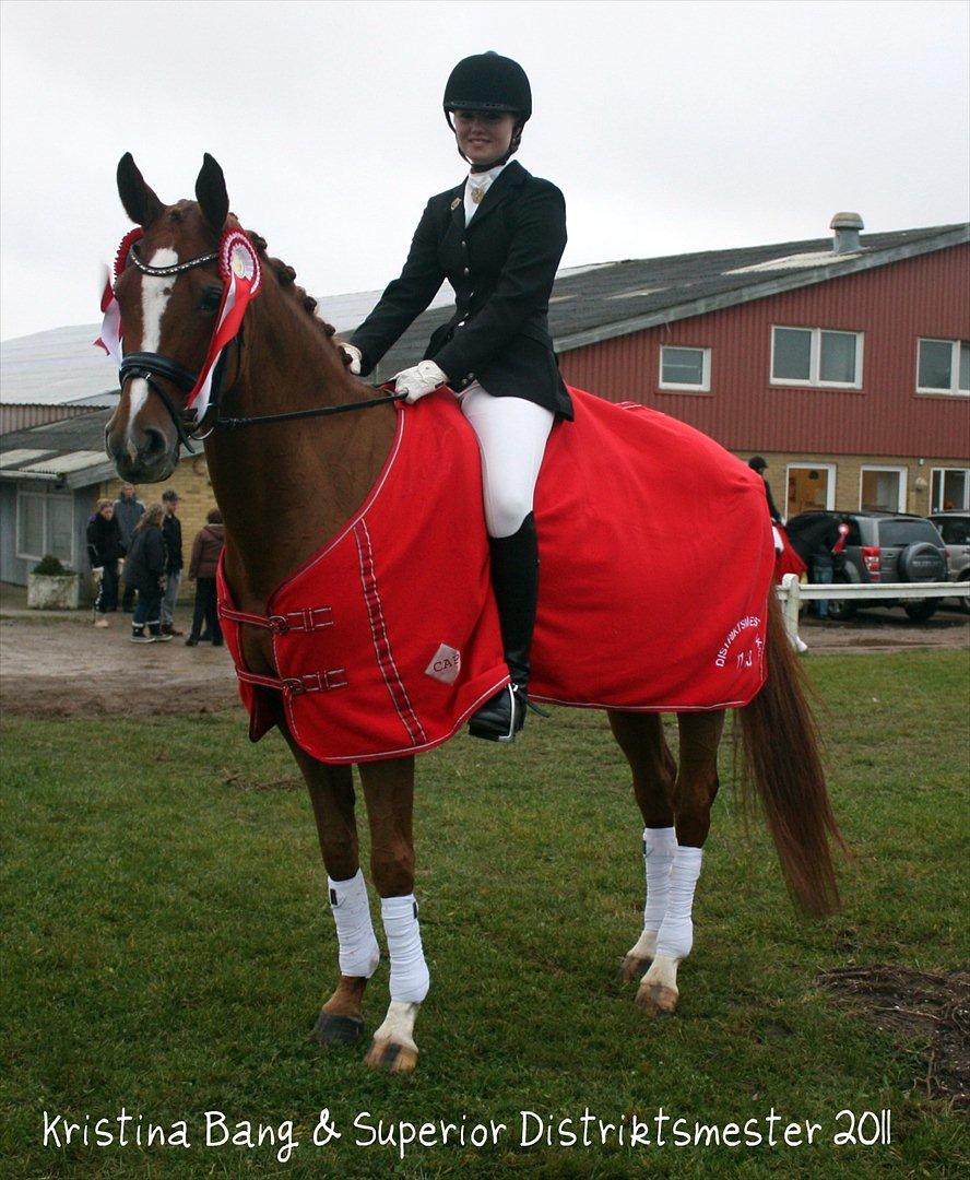 Hannoveraner Superior - B-hest - Distriktsmesterskab 2011 for junior billede 2