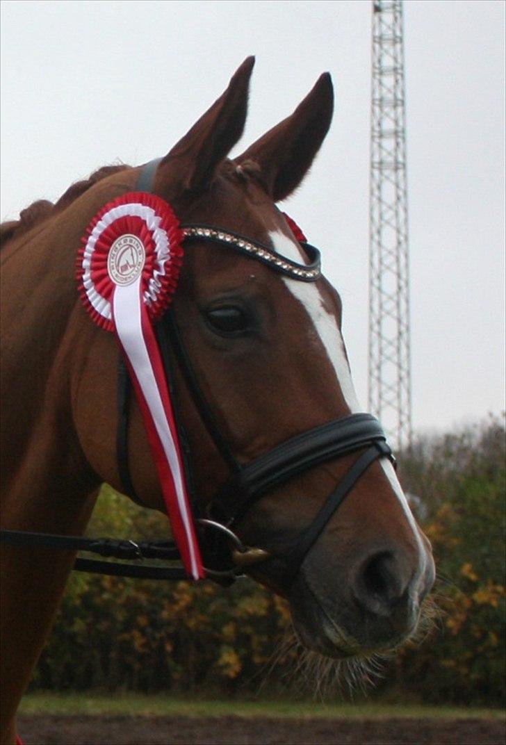 Hannoveraner Superior - B-hest - Distriktsmesterskab 2011 for junior billede 3