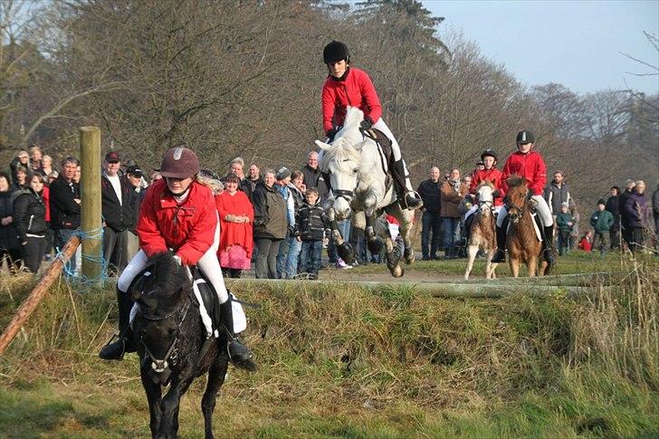 Connemara Solvangs Bassil - Hubertusjagt Bornholm 2011 billede 15